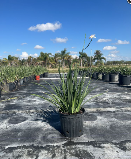 African Iris, Fortnight Lily – Dietes Iridioides