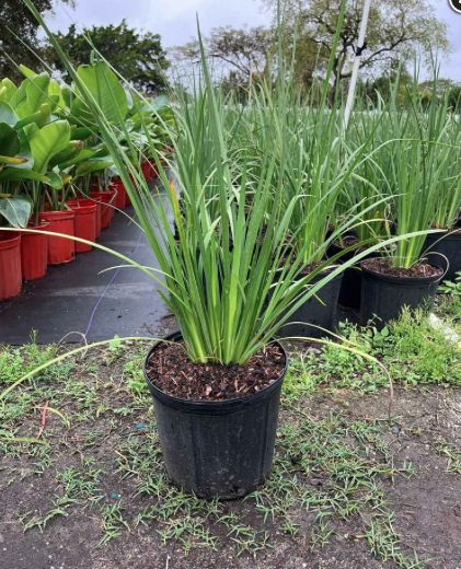 African Iris – Dietes Bicolor