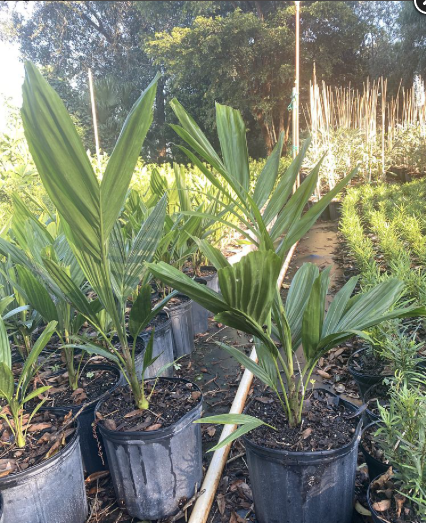 Alexander Palm, Solitaire Palm – Ptychosperma Elegans