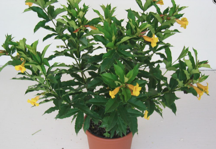 Allamanda Bush – Allamanda Schottii