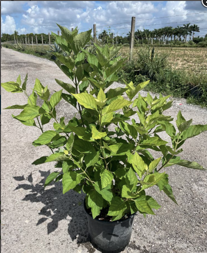 American Beautyberry – Callicarpa Americana