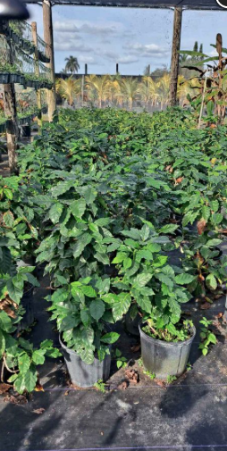 Arabian Coffee – Coffea Arabica