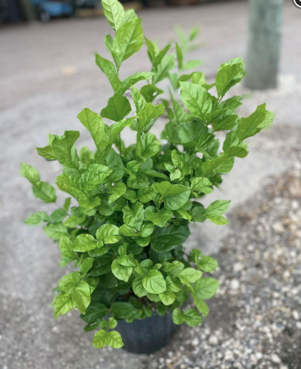 Arabian Jasmine, Sambac Jasmine – Jasminum Sambac ‘Belle Of India’