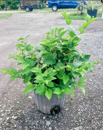 Arabian Jasmine, Sambac Jasmine – Jasminum Sambac