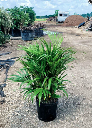 Areca Palm – Dypsis Lutescens