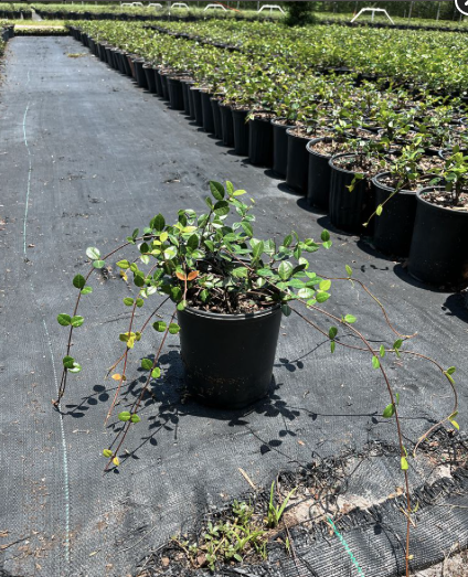 Asiatic Jasmine – Trachelospermum Asiaticum ‘Minima’