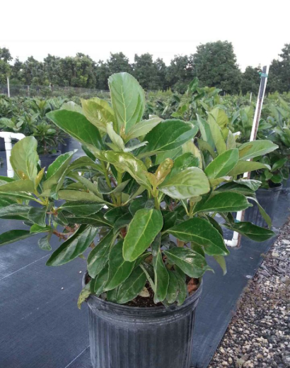 Awabuki Sweet Viburnum – Viburnum Odoratissimum Awabuki