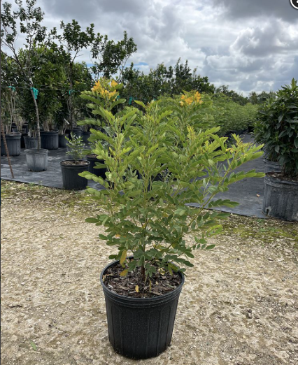 Bahama Senna, Chapman’s Wild Sensitive Plant – Senna Mexicana Var.