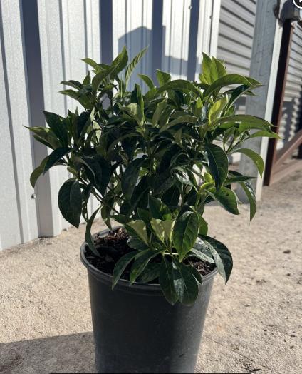 Bahama Wild Coffee – Psychotria Ligustrifolia