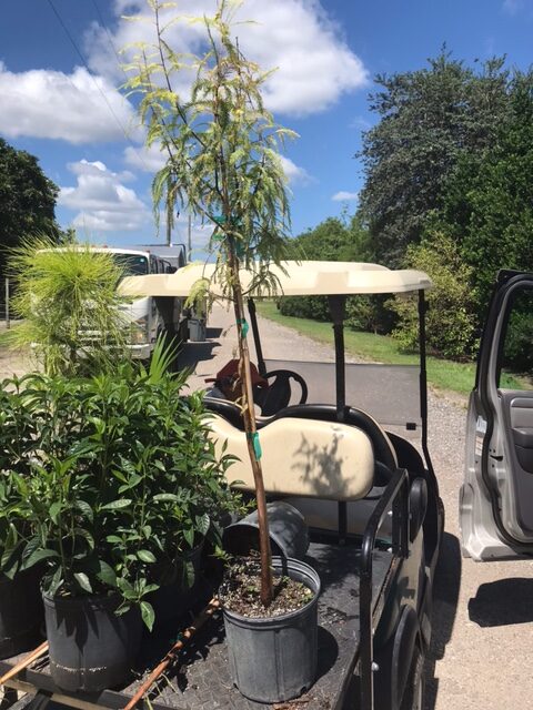 Bald Cypress – Taxodium Distichum