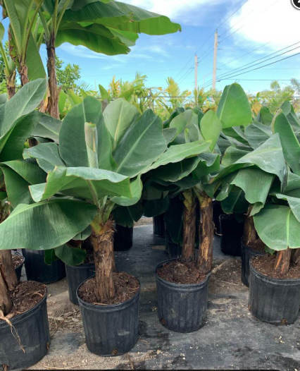 Banana ‘Blue Java’ – Musa Acuminata ‘Ice Cream’