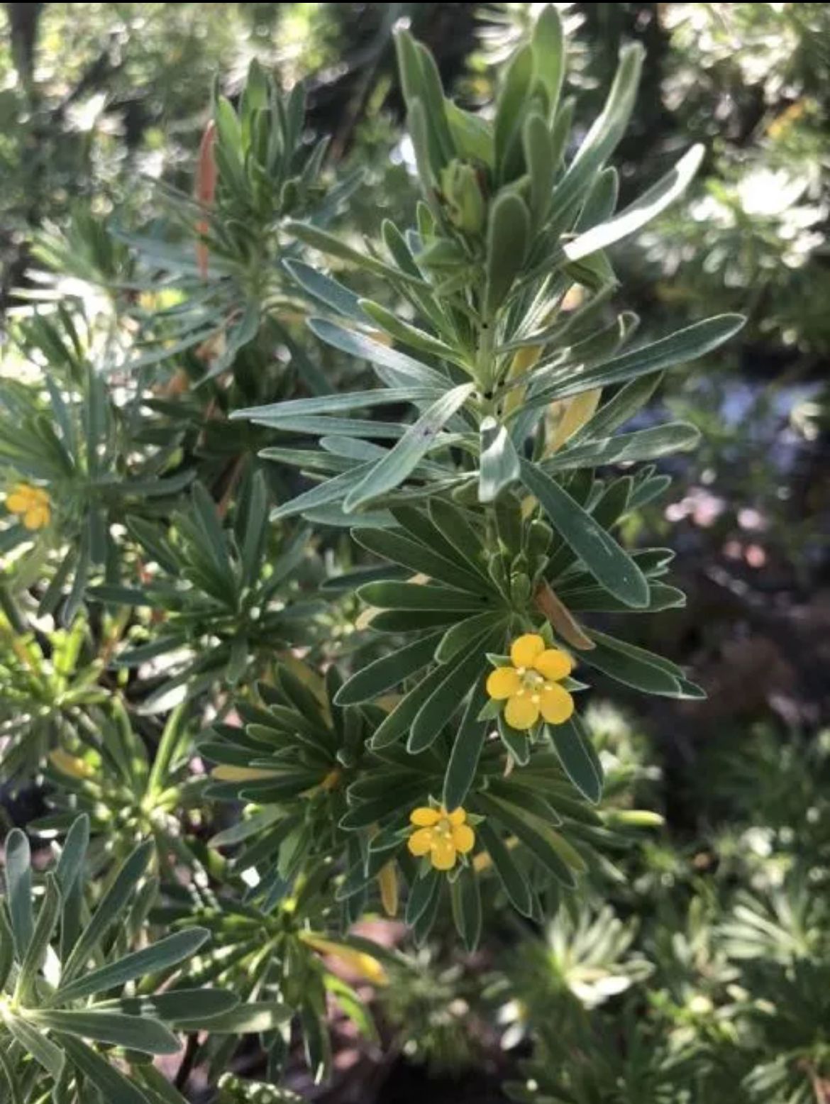 Baycedar – Suriana Maritima