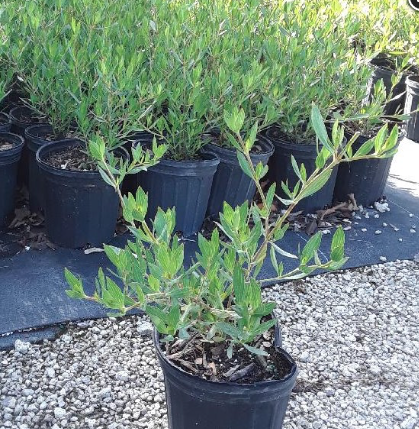 Beach-Creeper, Golden-Creeper, Coughbush – Ernodea Littoralis