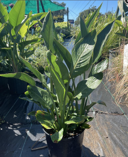 Bird Of Paradise Orange, Crane Flower – Strelitzia Reginae