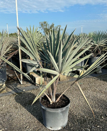 Bismarck Palm – Bismarckia Nobilis