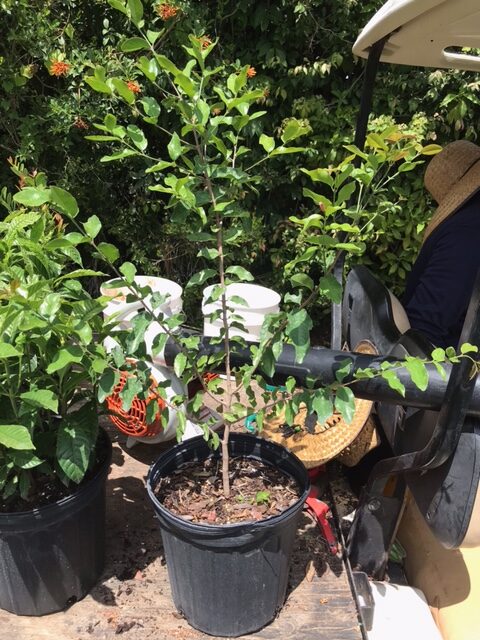 Black Ironwood – Krugiodendron Ferreum