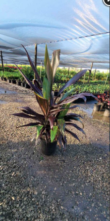 Black Magic Ti – Cordyline Fruticosa ‘Black Magic’