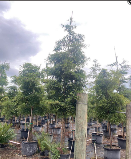 Black Olive ‘Shady Lady’ – Bucida Buceras ‘Shady Lady’