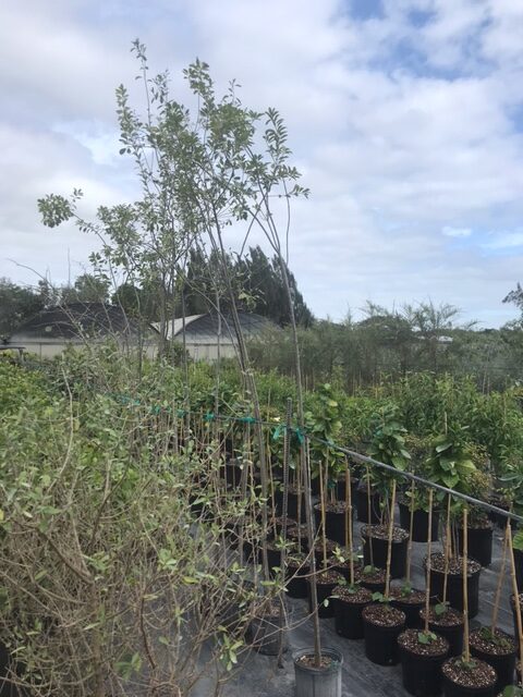 Blolly, Beeftree – Guapira Discolor