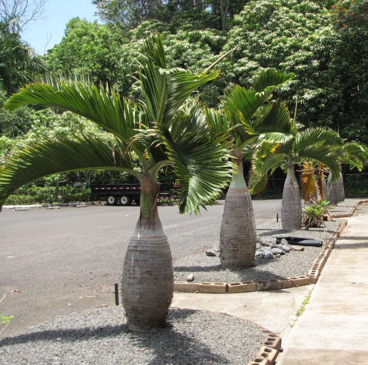 Bottle Palm – Hyophorbe Lagenicaulis