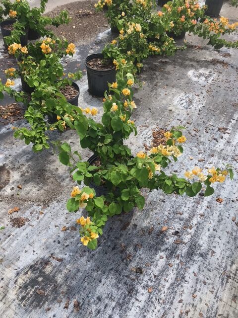 Bougainvillea (Bush) – Bougainvillea ‘Gold’