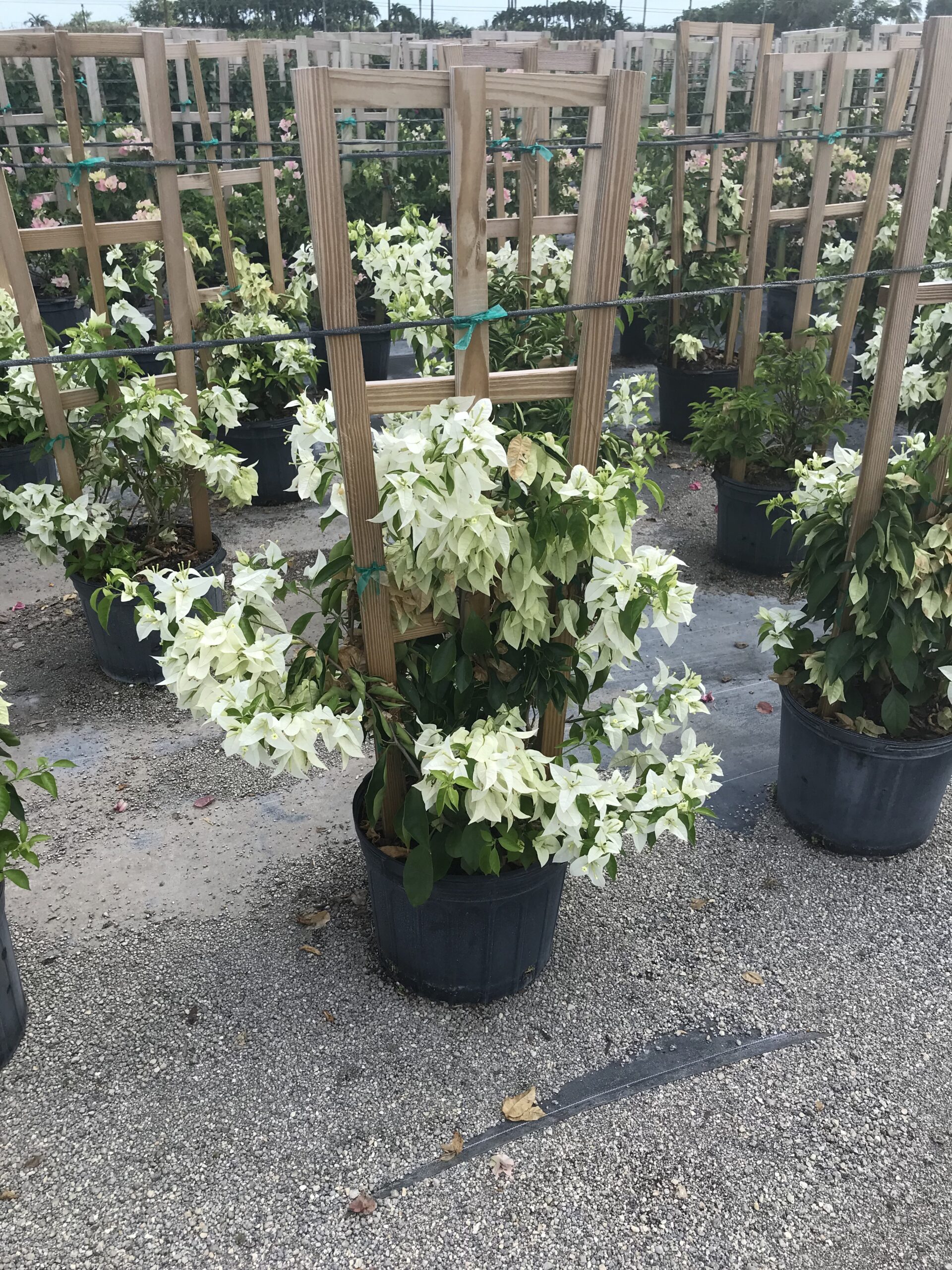 Bougainvillea (Vine) – Bougainvillea ‘Ms. Alice’