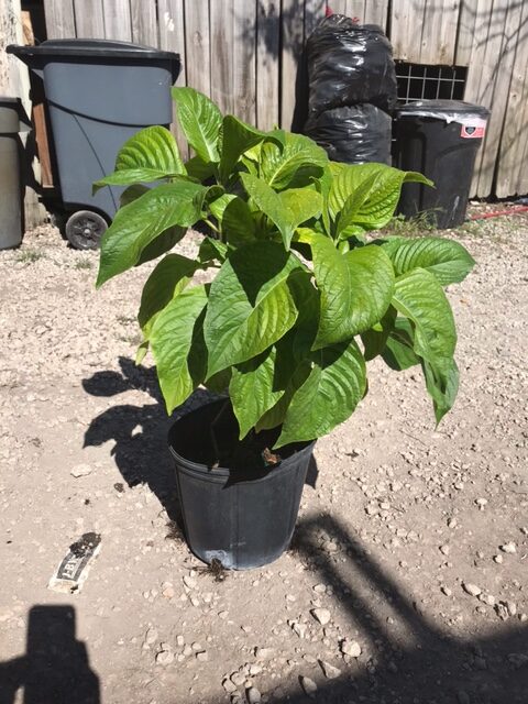 Brazilian Red Cloak – Megaskepasma Erythrochlamys