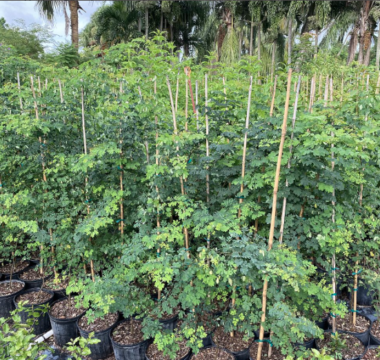 Bridalveil Tree – Caesalpinia Granadillo