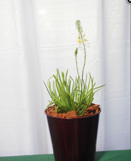 Bulbine – Bulbine Frutescens