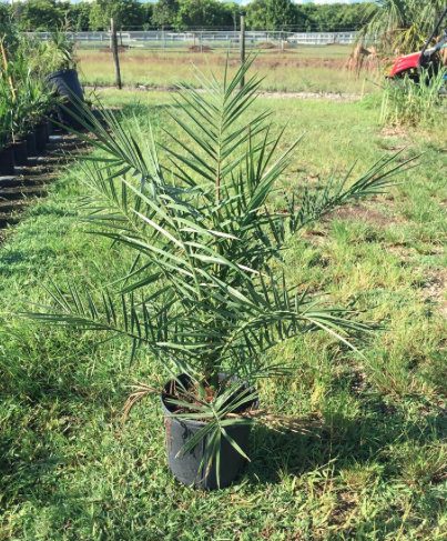 Canary Island Date Palm, Pineapple Palm – Phoenix Canariensis