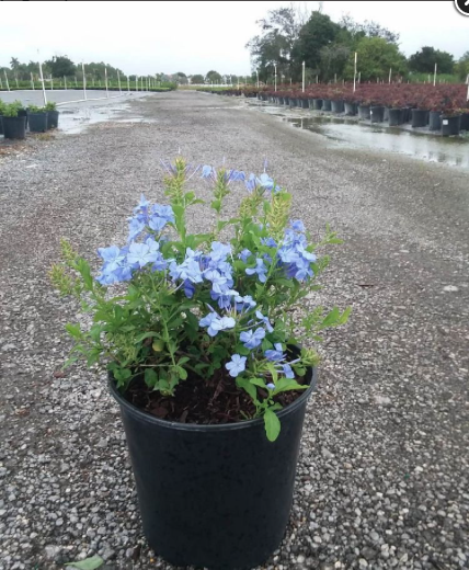 Cape Leadwort – Plumbago Auriculata ‘Imperial Blue’