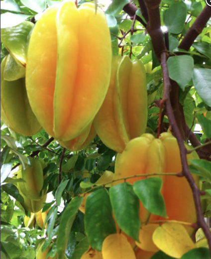 Carambola, Starfruit – Averrhoa Carambola