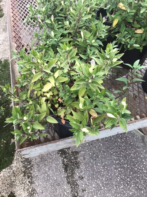 Carolina Wild Petunia – Ruellia Caroliniensis