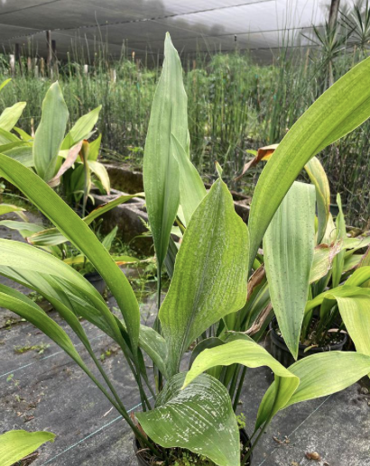 Cast Iron Plant – Aspidistra Elatior