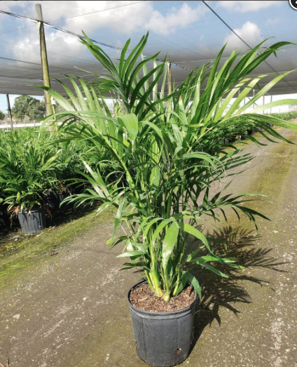Cat Palm – Chamaedorea Cataractarum
