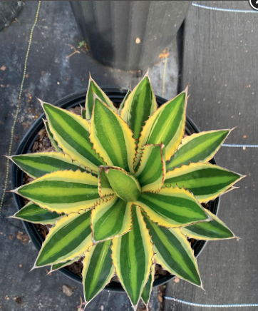 Century Plant – Agave Lophantha ‘Quadricolor’