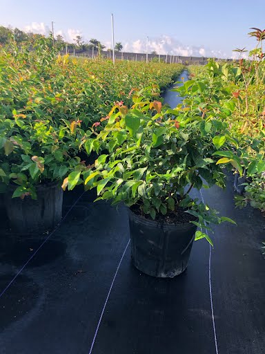 Cherry Hedge, Surinam Cherry – Eugenia Uniflora