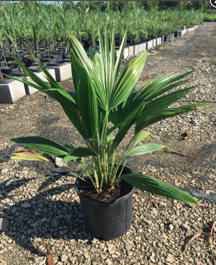 Chinese Fan Palm – Livistona Chinensis