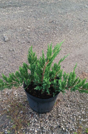 Chinese Juniper – Juniperus Chinensis ‘Parsonii’