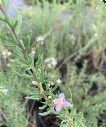 Christmasberry, Carolina Desertthorn – Lycium Carolinianum