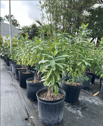 Cinnamon Bark, Pepper Cinnamon – Canella Winterana