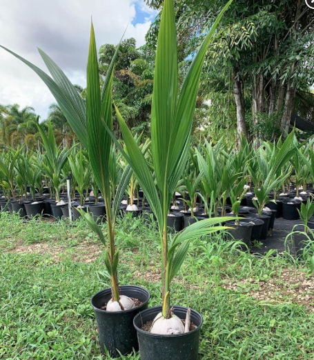 Coconut Palm – Cocos Nucifera ‘Green Malayan’