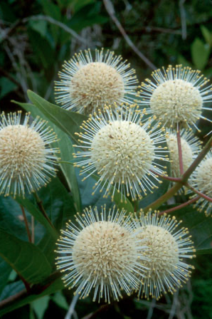 Common Buttonbush – Cephalanthus Occidentalis