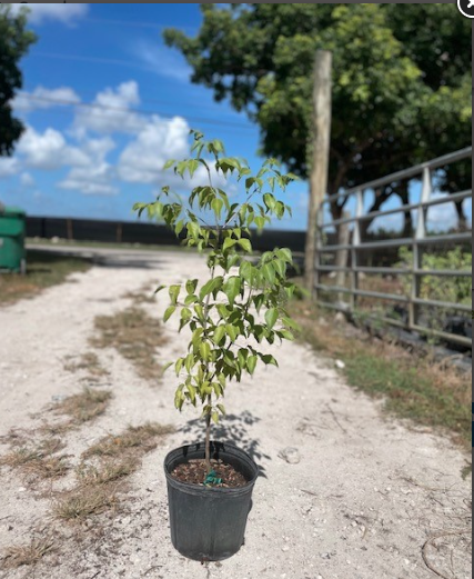 Common Torchwood, Sea Torchwood – Amyris Elemifera