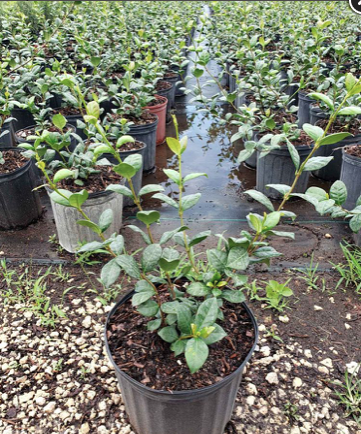 Confederate Jasmine (Bush) – Trachelospermum Jasminoides