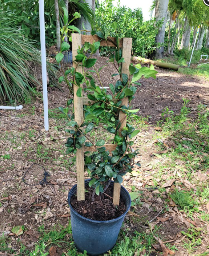 Confederate Jasmine (Trellis) – Trachelospermum Jasminoides