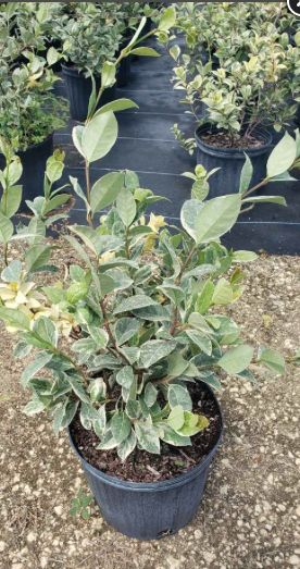 Confederate Jasmine – Variegated – Trachelospermum Jasminoides