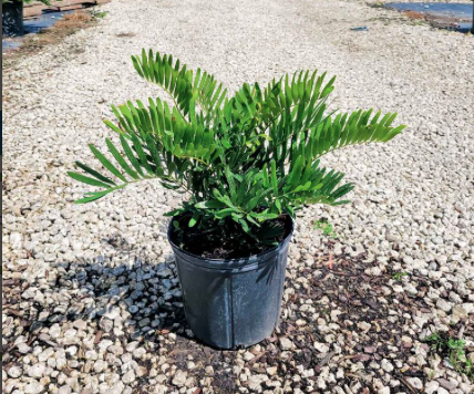 Coontie, Florida Arrowroot – Zamia Integrifolia