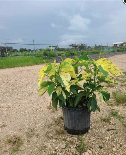 Copperleaf – Acalypha Wilkesiana ‘Java White’ – Plants Miami