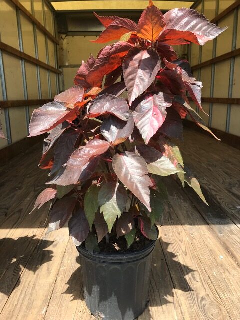 Copperleaf – Acalypha Wilkesiana